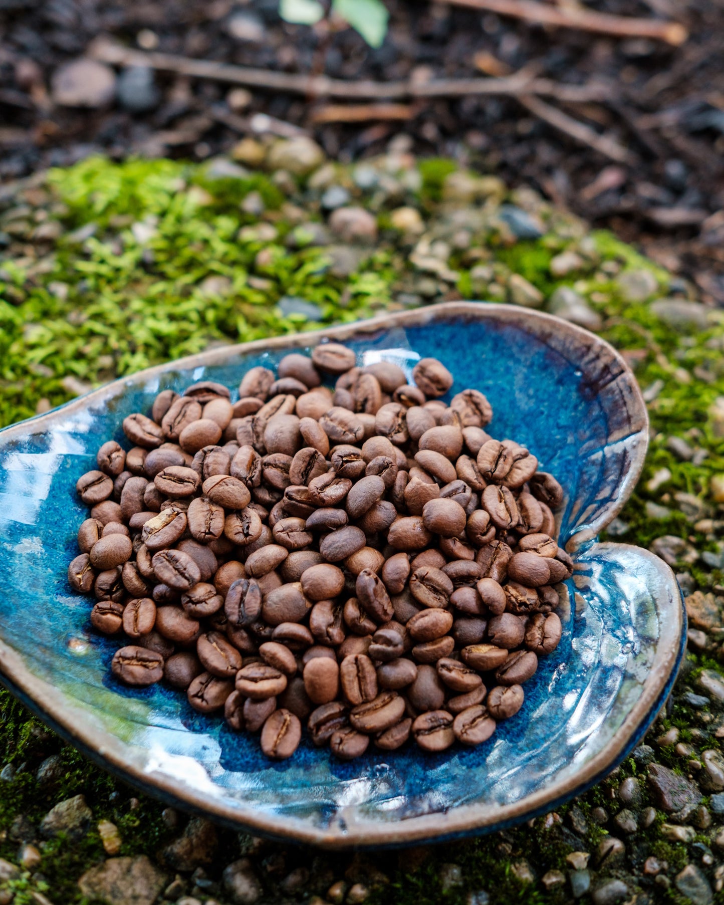 Bolivia -Caranavi Sol De La Mañana Caturra, 12 oz.