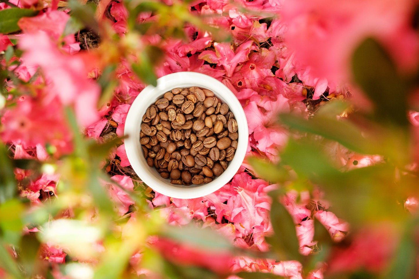 Colombia -Tolima Finca La Leona, 12 oz.